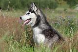 SIBERIAN HUSKY 281